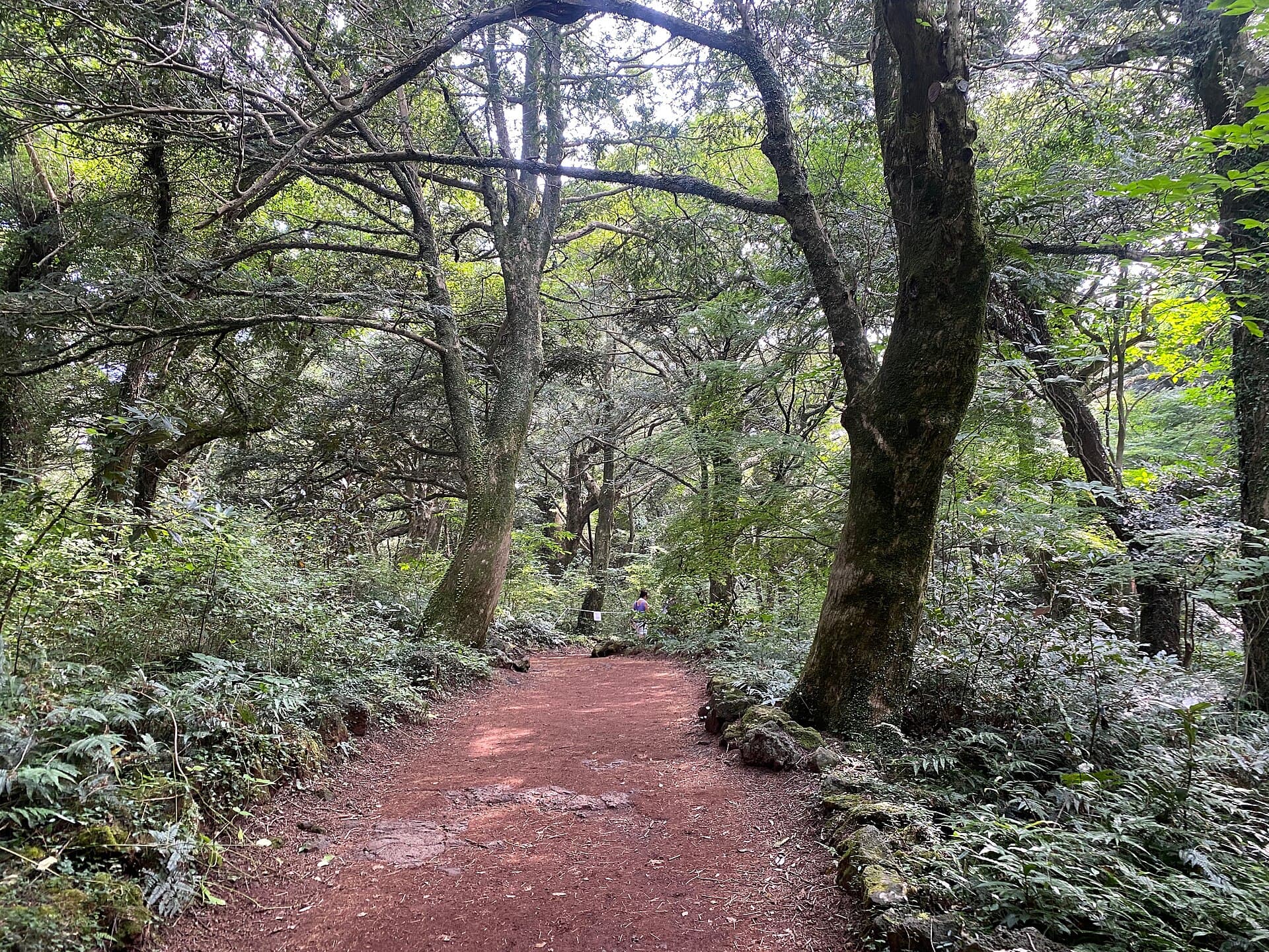 Bijarim Forest